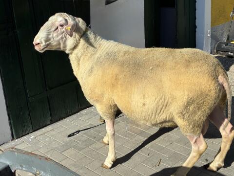 Ostfriesischer Schafbock