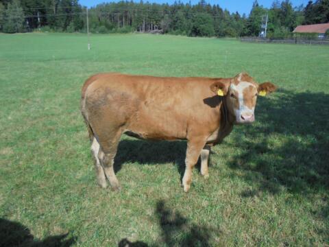 Limousin, Fleckviehkalbin zu verkaufen