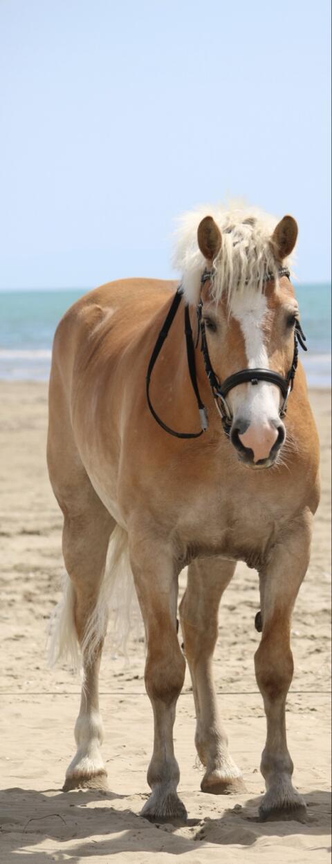 Verkaufe mehrere Pferde