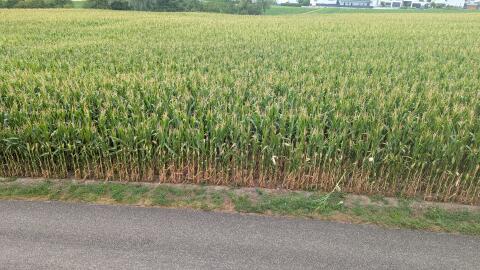 7 ha Mais zum Silieren ab Feld