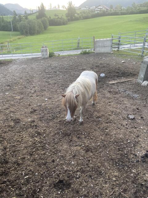 Pony