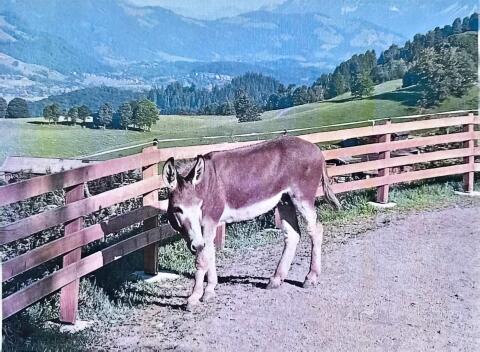 Hausesel „Josef“