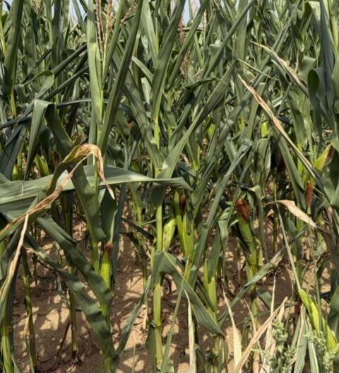 Silomais 4 ha ab Feld