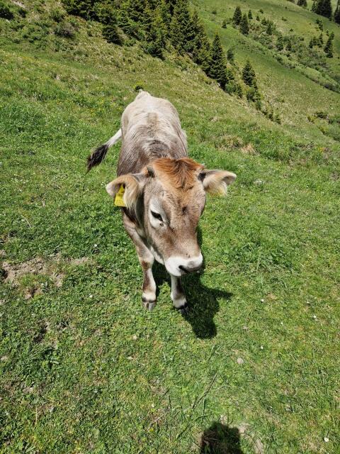 Tiroler Grauvieh Kalbin, Bio
