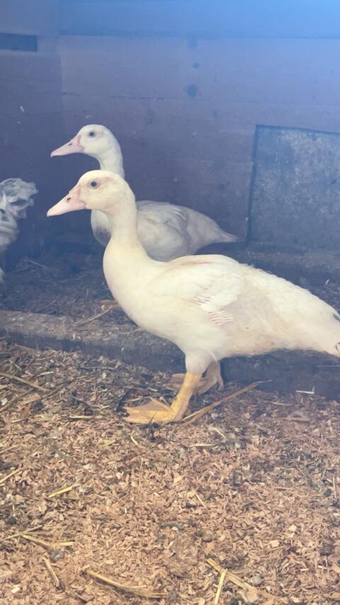 Junge Moschusenten, Weibchen