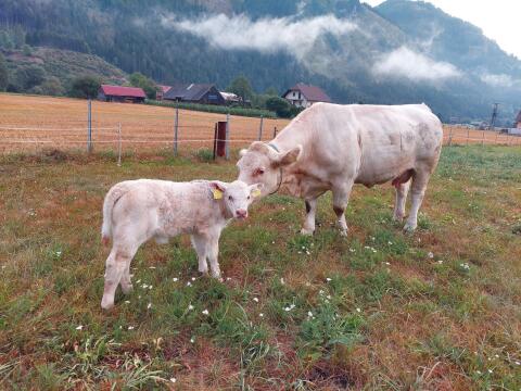 Charolais-Kuh mit Stierkalb