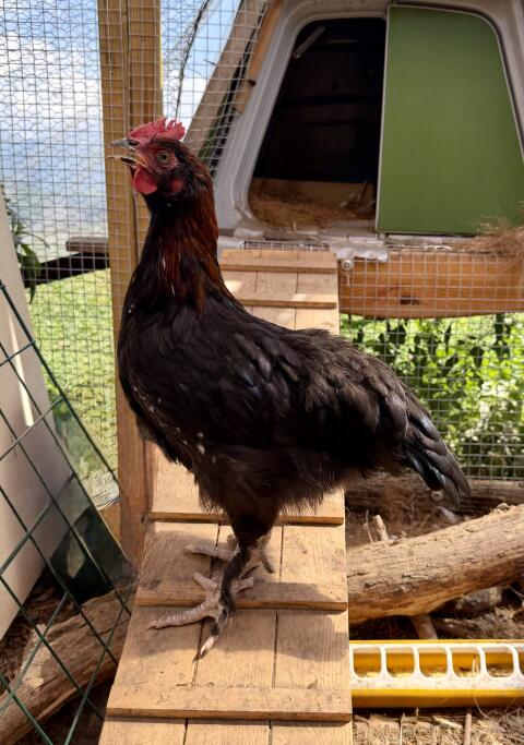 Marans Hahn, Hähne