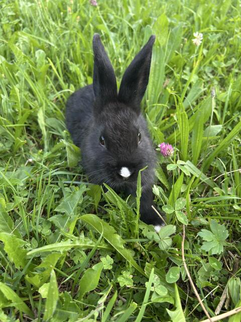 Hasen, Kaninchen