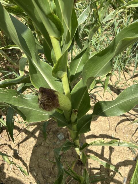 Silomais ab Feld