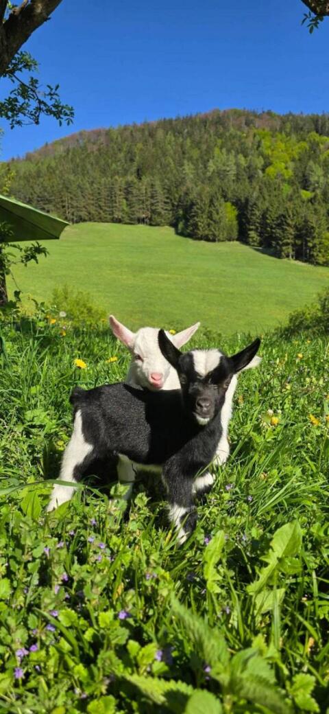 Mini-Zwergziegen