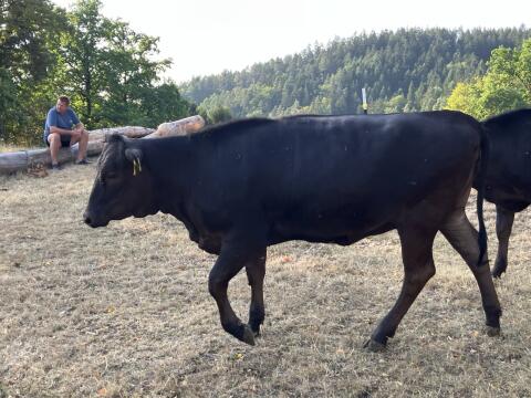 Wagyu F2 Kalbinnen, bio