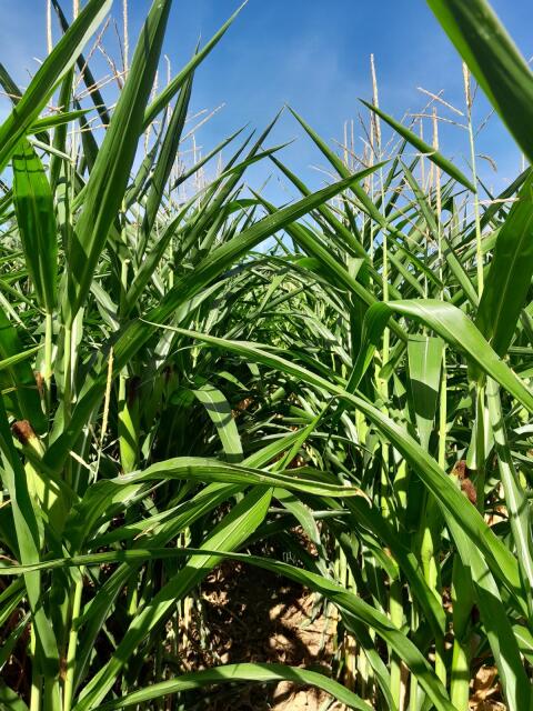 Silomais, 3,4 ha, ab Feld