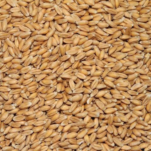 Bio-Dinkel der Sorte "Ebners Rotkorn"