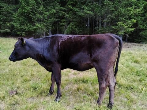 Wagyu-Kalbin, Herdebuch A, erbfehlerfrei