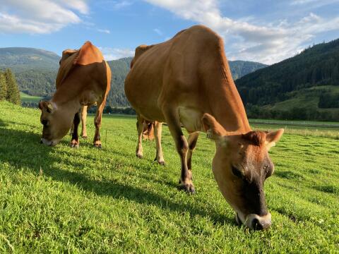 Vielleicht füttern Sie die falsche Rasse?