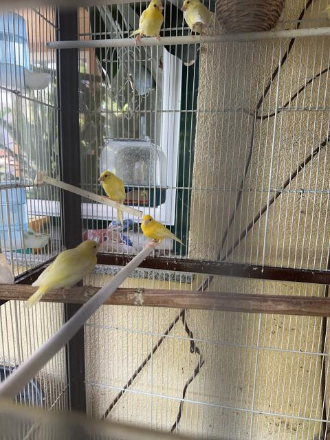 Junge gelbe Kanarienvögel zu verkaufen