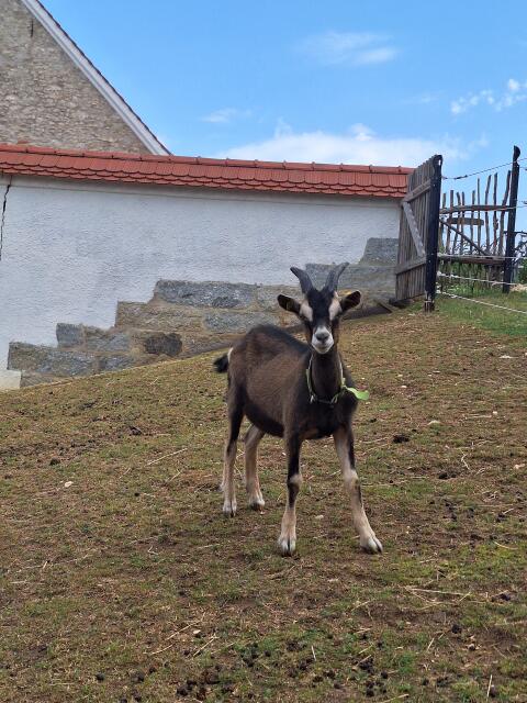 Ziegenbock Ziege BDE Thüringer Waldziege Bock