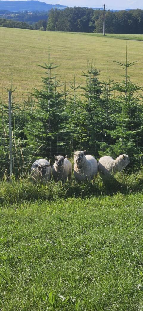 Shropshire Schafe