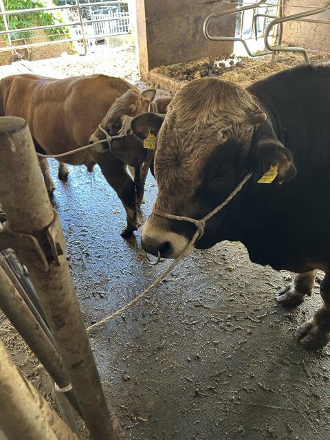 Aubrac-Zuchtstier zu verkaufen.