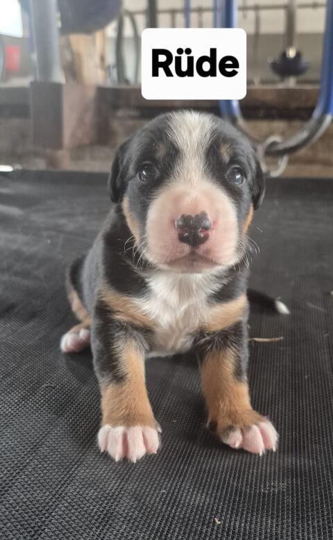 Appenzeller, Border Collie Welpen