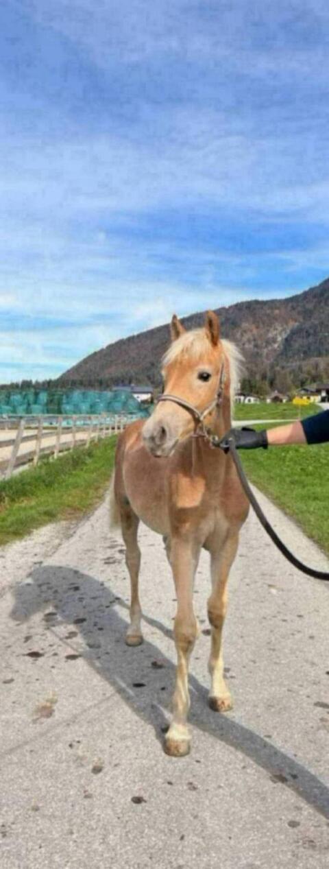 Tiroler Haflinger Hengstfohlen, Wallach 1-jährig, 2-jährig