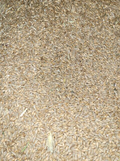Wintertriticale 2026