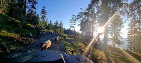 Reine Suffolk weibliche Lämmer