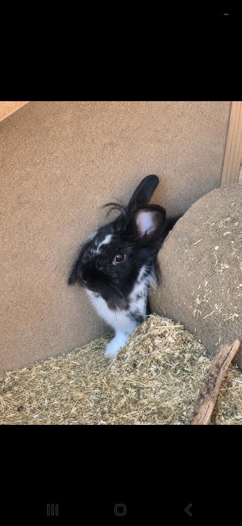 Zwergkaninchen