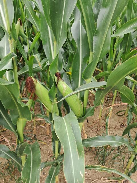 Silomais ab Feld
