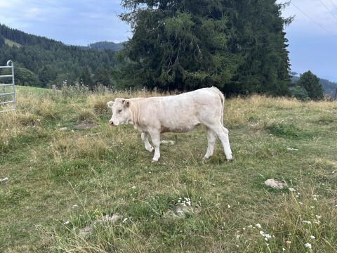 Charolais-Kalbin
