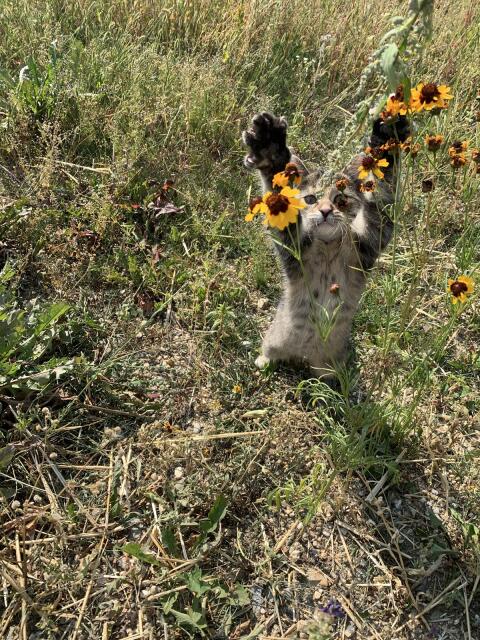 Katzenbaby