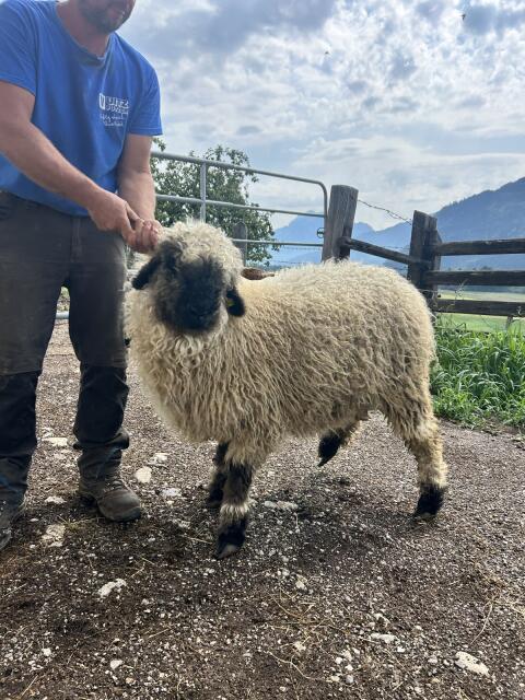 Walliser Schwarznasenschaf