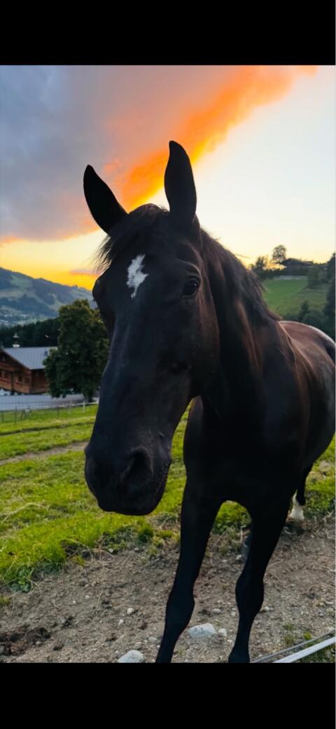Warmblutwallach
