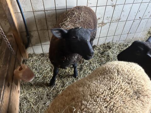 Jura Bock