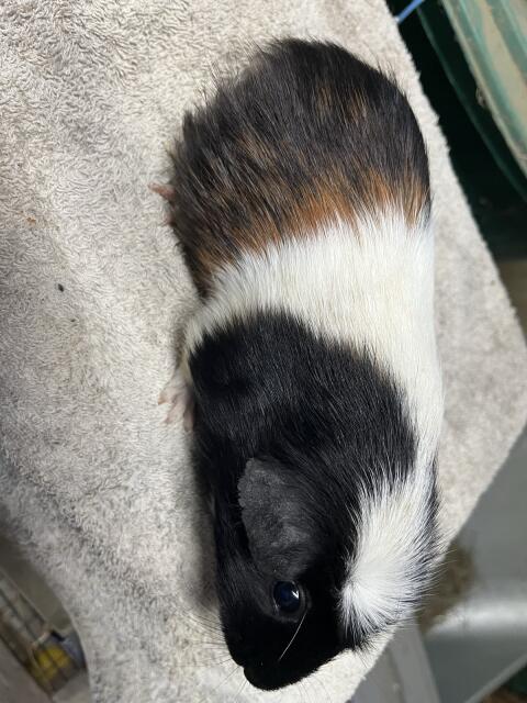 Weibliche Meerschweinchen