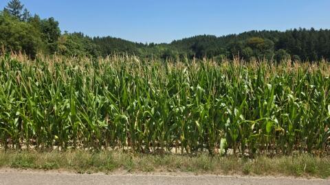Mais ab Feld