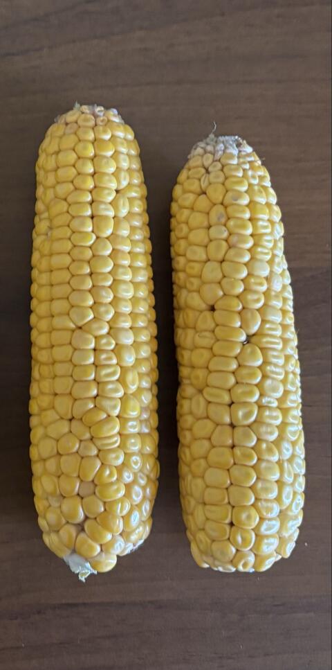 Silomais ab Feld
