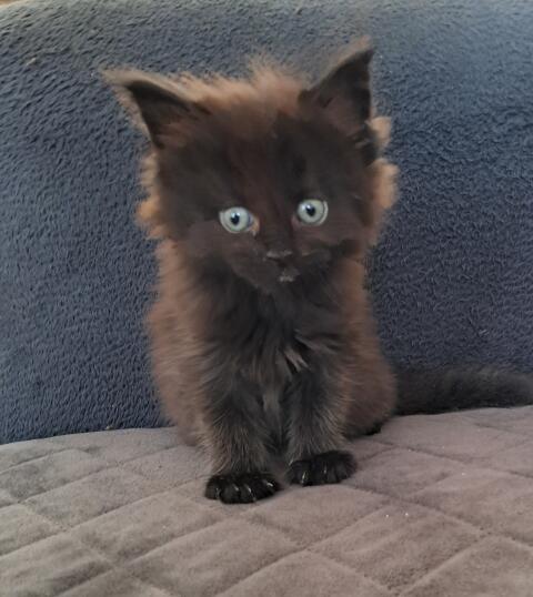 Maine Coon
