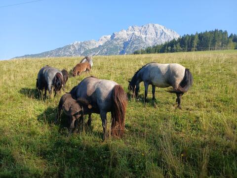 Bauernhof/Landwirtschaft/Sacherl