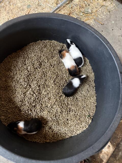 4 Meerschweinchen, Weibchen