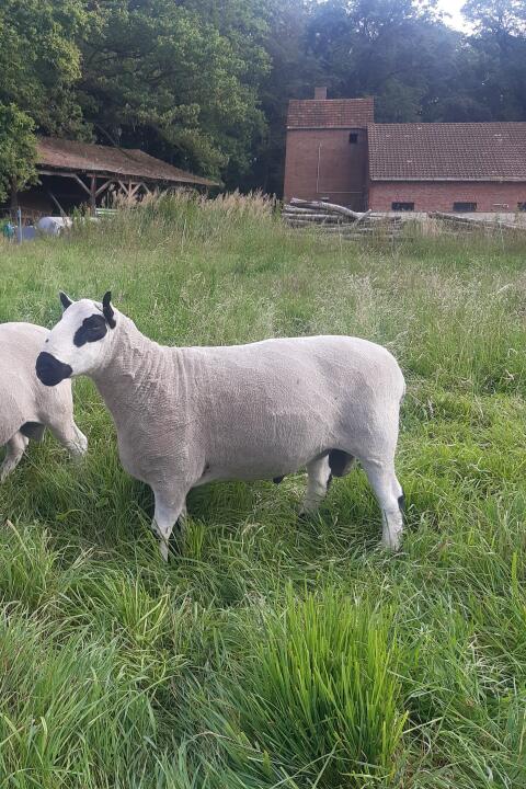 Kerry Hill Herdbuchbock