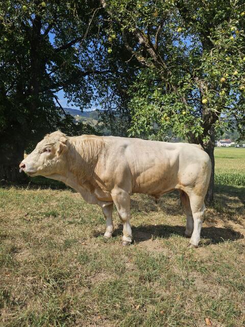 2-jähriger Zuchtstier Kärtner Blondvieh Fleisch