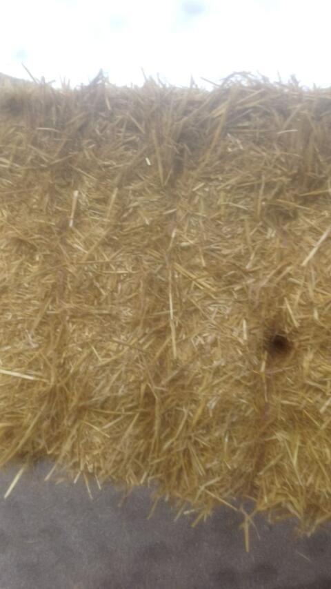 Suche Stroh