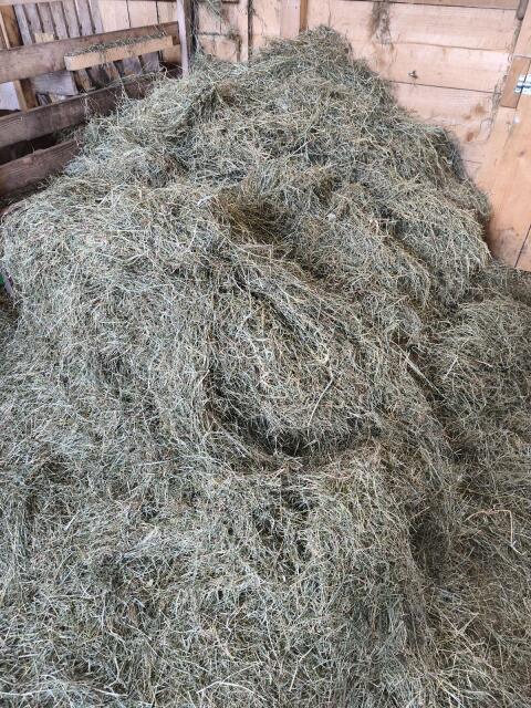 Suche Grummet und Silage