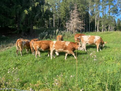 Trächtige Fleckvieh-Zuchtkalbinnen
