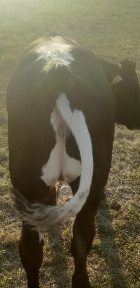 Ochse