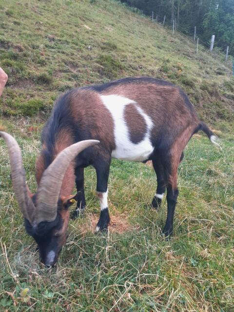 Pinzgauer Ziegen, Tauernschecken Bock