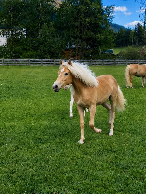 Tiroler Haflinger Jungstute