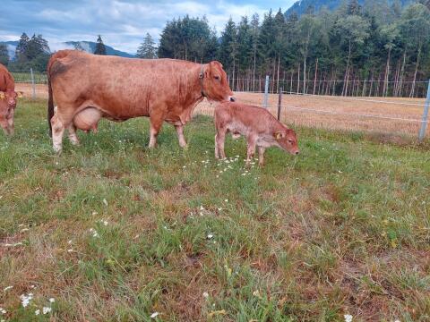 Murbodner Kuh mit Stierkalb