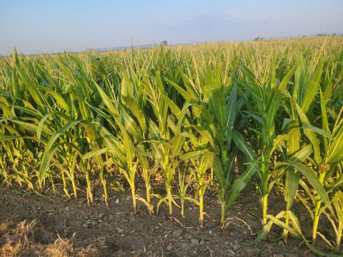 Silomais ab Feld